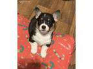 Pembroke Welsh Corgi Puppy for sale in Fort Smith, AR, USA