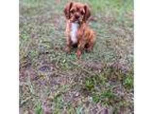 Cavalier King Charles Spaniel Puppy for sale in Spring Hill, FL, USA