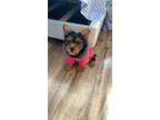 Yorkshire Terrier Puppy for sale in Chicago Heights, IL, USA