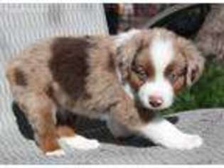 Miniature Australian Shepherd Puppy for sale in Echo, OR, USA