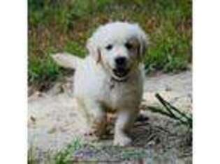 Mutt Puppy for sale in Apex, NC, USA