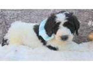 Saint Berdoodle Puppy for sale in Marion, VA, USA
