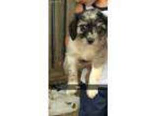 Mutt Puppy for sale in Wabash, IN, USA