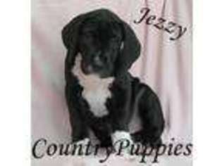 Great Dane Puppy for sale in Jolley, IA, USA