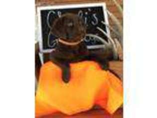 Labrador Retriever Puppy for sale in Jacksonville, TX, USA