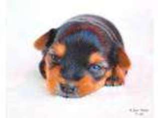 Mutt Puppy for sale in ATTALLA, AL, USA