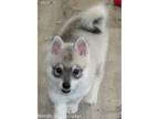 Alaskan Klee Kai Puppy for sale in Beaumont, CA, USA