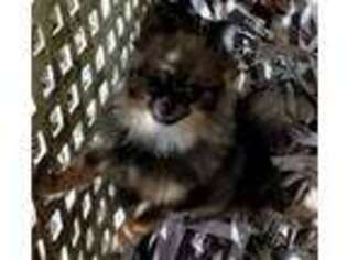 Mutt Puppy for sale in Deland, FL, USA