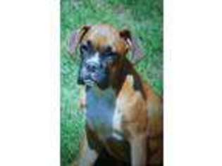 Boxer Puppy for sale in Locust Grove, GA, USA