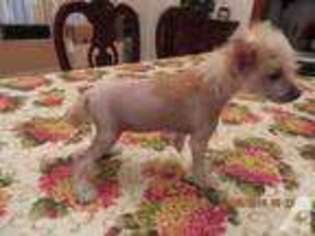 Chinese Crested Puppy for sale in HAGERSTOWN, MD, USA
