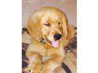 Golden Retriever Puppy for sale in Fox River Grove, IL, USA