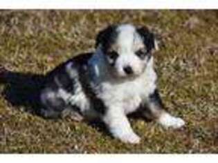 Miniature Australian Shepherd Puppy for sale in Bokoshe, OK, USA