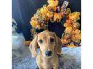 Dachshund Puppy for sale in Pflugerville, TX, USA