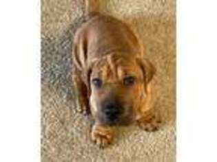 Basset Hound Puppy for sale in Glastonbury, CT, USA