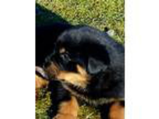 Rottweiler Puppy for sale in White City, OR, USA