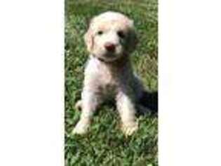 Labradoodle Puppy for sale in Waddy, KY, USA