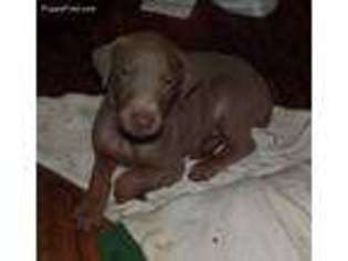 Doberman Pinscher Puppy for sale in Tulsa, OK, USA