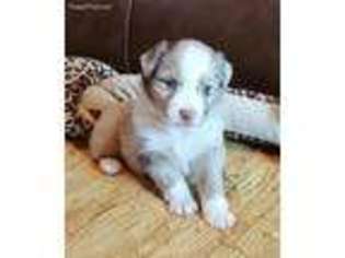 Australian Shepherd Puppy for sale in Burleson, TX, USA