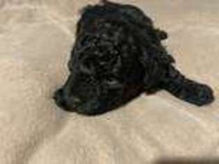Mutt Puppy for sale in Sulphur Springs, TX, USA