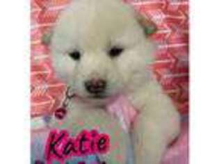 Shiba Inu Puppy for sale in Fremont, MI, USA