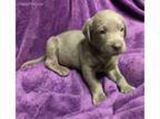 Labrador Retriever Puppy for sale in Shinnston, WV, USA
