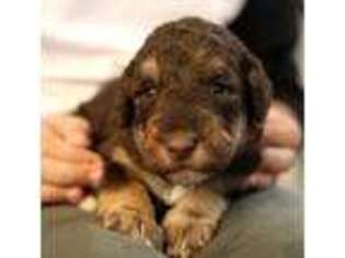 Airedale Terrier Puppy for sale in Dorset, OH, USA