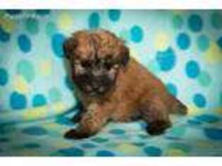 Soft Coated Wheaten Terrier Puppy for sale in Oxford, MI, USA