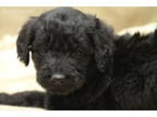 Goldendoodle Puppy for sale in Goose Creek, SC, USA