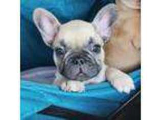 French Bulldog Puppy for sale in Temple, TX, USA