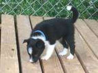 Border Collie Puppy for sale in Delavan, WI, USA