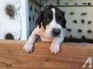 Great Dane Puppy for sale in CITY OF INDUSTRY, CA, USA