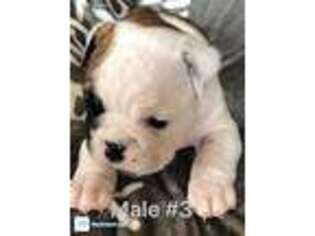 Bulldog Puppy for sale in Pickford, MI, USA