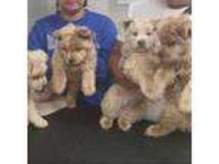 Chow Chow Puppy for sale in Lowell, MA, USA
