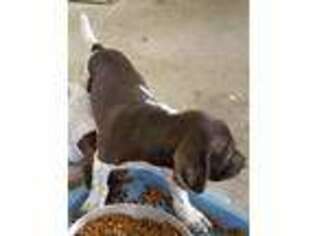 German Shorthaired Pointer Puppy for sale in Brownsville, WI, USA