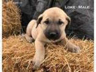 Anatolian Shepherd Puppy for sale in Lees Summit, MO, USA