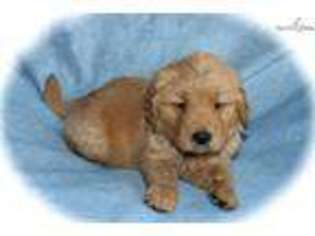 Golden Retriever Puppy for sale in Fort Worth, TX, USA