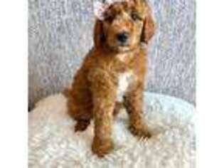 Goldendoodle Puppy for sale in Queen Creek, AZ, USA