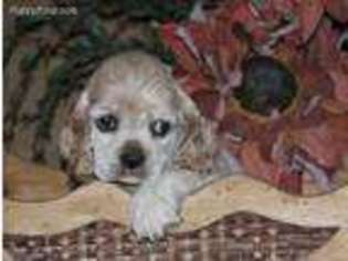 Cocker Spaniel Puppy for sale in Danielsville, GA, USA