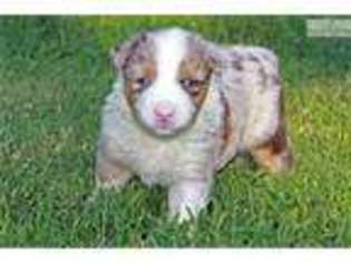 Australian Shepherd Puppy for sale in Little Rock, AR, USA