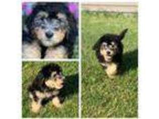 Mutt Puppy for sale in Prior Lake, MN, USA