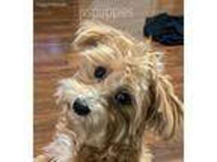 Mutt Puppy for sale in Flint, TX, USA