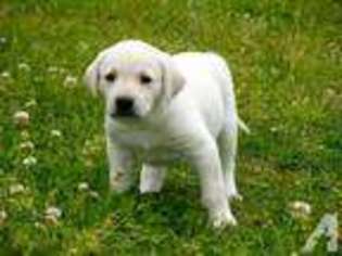 Labrador Retriever Puppy for sale in SPARTANBURG, SC, USA
