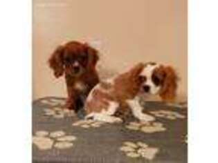 Cavalier King Charles Spaniel Puppy for sale in Silver Creek, GA, USA