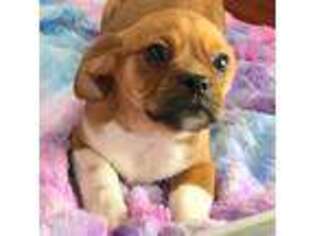 Puggle Puppy for sale in Chattanooga, TN, USA