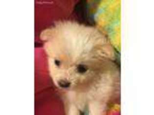 Pomeranian Puppy for sale in Springfield, OH, USA