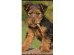Medium Photo #1 Welsh Terrier Puppy For Sale in Unknown, USA