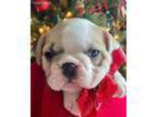 French Bulldog Puppy for sale in Elmwood, IL, USA