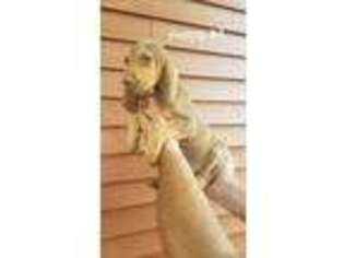 Bloodhound Puppy for sale in Atlanta, IL, USA