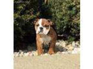 Victorian Bulldog Puppy for sale in Shipshewana, IN, USA