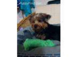 Yorkshire Terrier Puppy for sale in Minneapolis, MN, USA